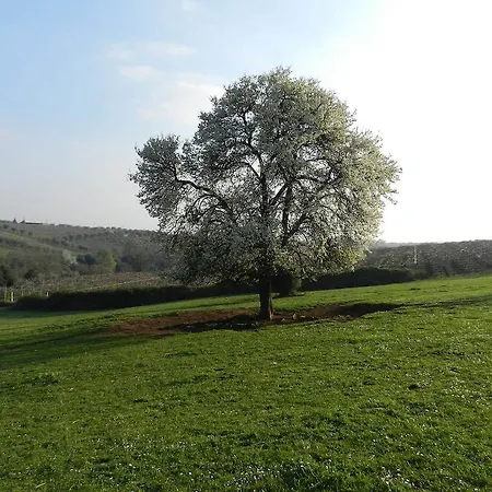 Agriturismo Raponi